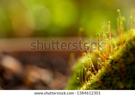 macro nature. moss and grass