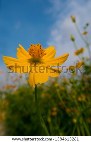 Mexican Aster. Beautiful Field of Blooming Yellow Flower. Summer Background Concept