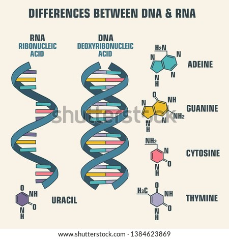 Vector scientific icon spiral of DNA and RNA. An illustration of the differences in the structure of the DNA and RNA molecules. Royalty-Free Stock Photo #1384623869
