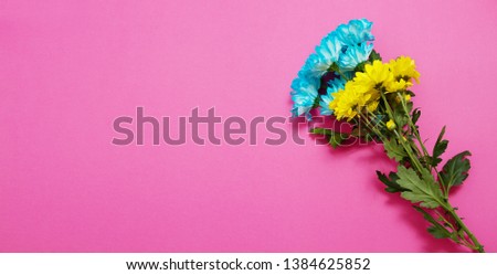 Yellow and blue summer flowers composition isolated on pink background. Mother and women day. Valentine holidays concept. Top view and copy space. Banner mock up. Flower season