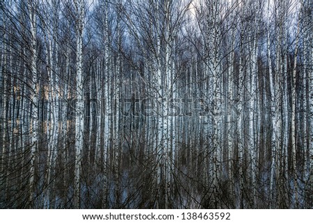 Spring flooding in the birch forest Royalty-Free Stock Photo #138463592