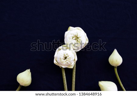 lotus local flowers of asia arrangement flat lay style on background black