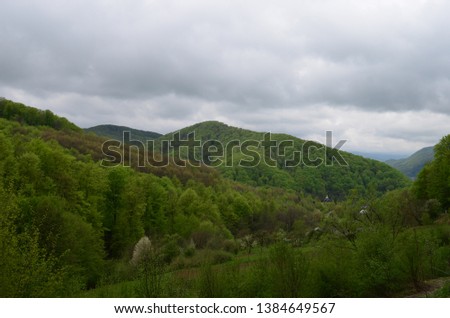 Spring beech forest with fresh light green foliage after the rain