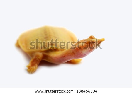 Albino soft-shelled turtle