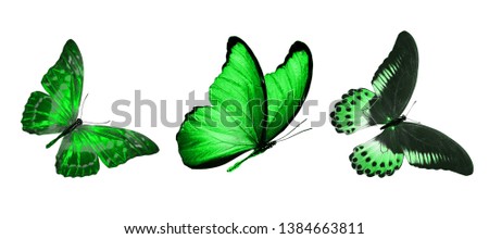  green butterfly. natural insect. isolated on white background