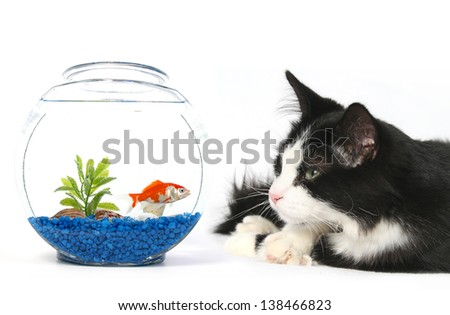 cat watching fish