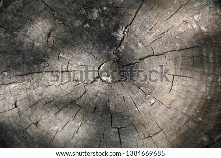Bark from cuted wood logs