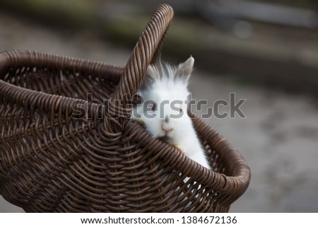 Easter white bunnies in a wicker basket 