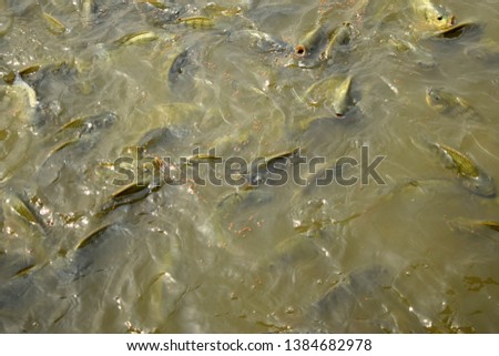 this pic show the Tilapia fish swimming  and take food in the pond, aquaculture concept.