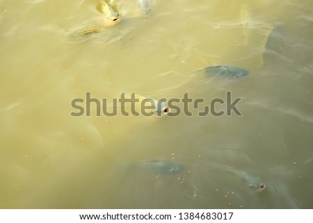 this pic show the Tilapia fish swimming  and take food in the pond, aquaculture concept.