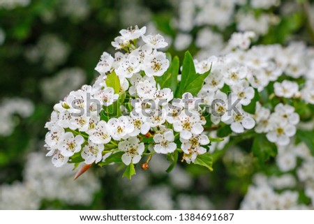 White hawthorn flowers in spring garden, close up, macro. Crataegus monogyna blossoms.  Single-seeded hawthorn bloom ( may, mayblossom, maythorn, quickthorn, whitethorn, motherdie, haw )  Royalty-Free Stock Photo #1384691687