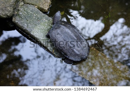 Reflex of water and turtle 