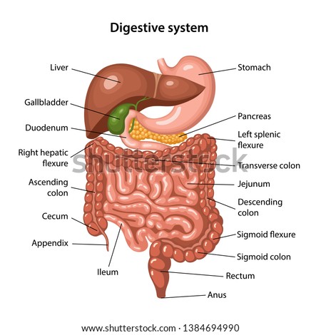 Anatomy of the human digestive system with description of the corresponding internal parts. Anatomical vector illustration in flat style isolated over white background. Royalty-Free Stock Photo #1384694990