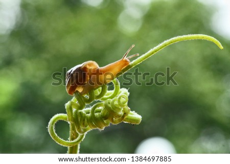macro photography of insect, small creatures and small flower