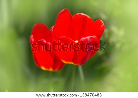 tulip in nature as the background