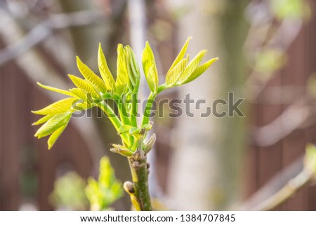Freshly burst leaves of walnut tree close-up. Spring background.