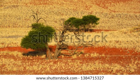 Landscape of  Namib-Naukluft National Park is a national park of Namibia encompassing part of the Namib Desert (considered the world's oldest desert) and the Naukluft mountain range. 