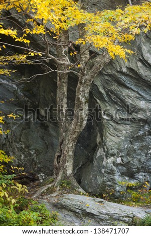 A maple tree in the fall with a large boulder, Stowe Vermont, USA