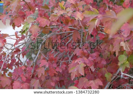 vibrant colours of autumn leaves in mount lofty botanical garden, south australia 
