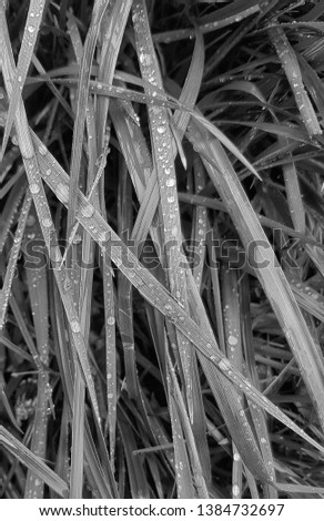 High grass. Raindrops on the leaves. Pearls of water roll down the flower petals. Black and white photo of plants under drizzling rain.