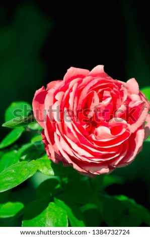 Beautiful rose with red petals on a bush with green leaves. Red rose on a black background. Flower in the sunlight. Spring bloom. Summer blossom. Classic English rose. Selective focus image.