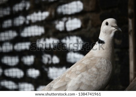 close up of blond ring dove bird