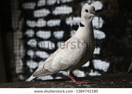 close up of blond ring dove bird