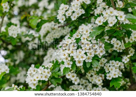 White flowers of Crataegus monogyna plant, known as  hawthorn or single-seeded hawthorn may, mayblossom, maythorn, quickthorn, whitethorn, motherdie, haw Royalty-Free Stock Photo #1384754840