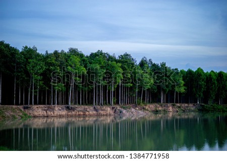 Pictures of trees and rivers, streams and beautiful nature in the evening of every day Nature concept