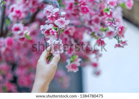 Hands and beautiful pink cherry blossoms Nature travel ideas With copy space