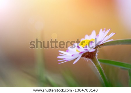 Close up picture of daisy blossom in spring, sunshine