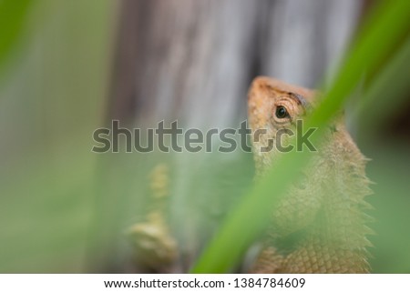 Oriental garden lizard,Agamidae,
The East Garden Lizard is on the branch carefully.