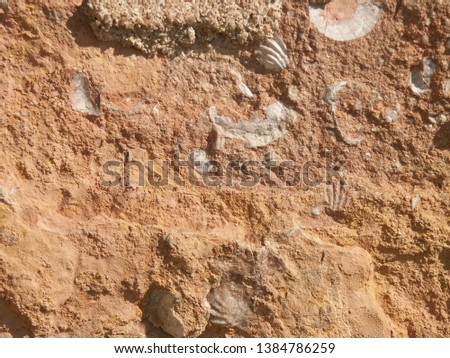 Fossil stones of barn walls