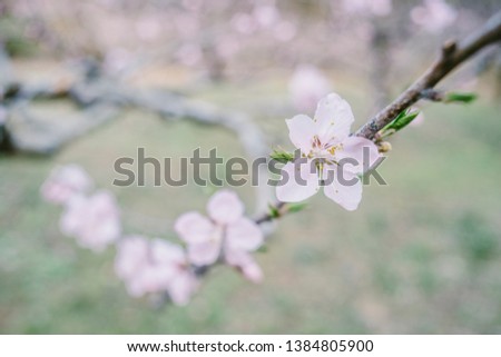 Cherry blossom petals. Japan image. flower. Spring is coming.