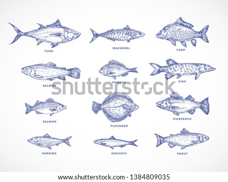 Hand Drawn Ocean, Sea, River and Lake Fishes Set. A Collection of Salmon and Tuna or Pike and Anchovy, Herring, Trout, Mackerel and Dorado Sketches Silhouettes. Isolated Illustrations.