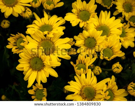 The Bouquet of Yellow Chrysanthemum Flowers blooming in The Garden