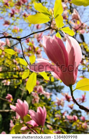 Amazing, colorful blooming magnolia bushes / trees. Pink or purple maglolia flowers in the spring. Flowering plant species of the family Magnoliaceae.