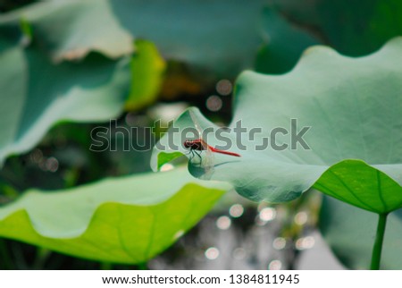 High quality images of lotus flowers