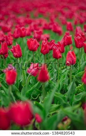 Tulip agriculture field landscape. Holland and flowers. Symbol of Netherlands. Pink tulip field landscape in the flower garden. Vertical photo. Selective focus