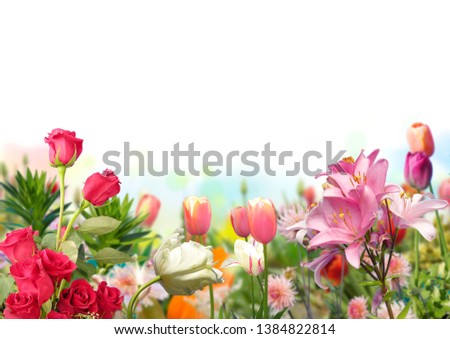 red roses, tulips and lilium with defocused colored flowers in horizontal spring garden with white background 