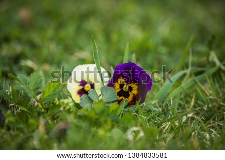Beautiful garden pansy in a spring. Spring flowers in grass in sunny day.