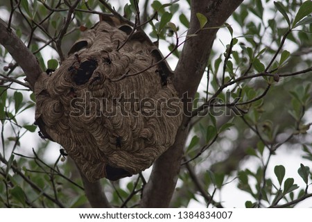 hornet nest on a tree 
