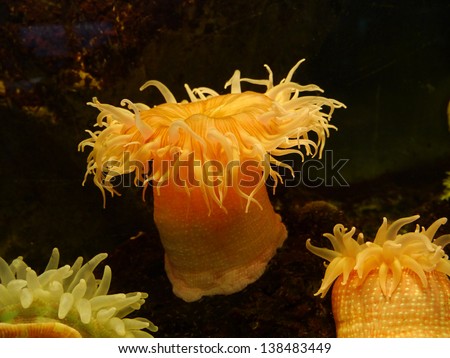 sea anemone Royalty-Free Stock Photo #138483449