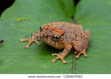 Macro detail image of beautiful frog on leaves for background use.