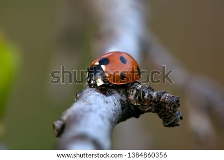 Macro photo of a sleeping little spring ladybug on a branch with coarse bark