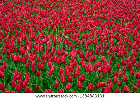 Holland tulips in the flower garden. Aerial view of the pink tulip-fields in springtime. Flowers background. Copy space.