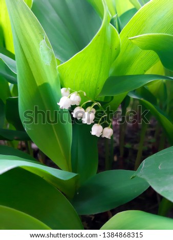 Blooming lily of the valley Convallaria majalis flowers on green leaves background in the forest.
