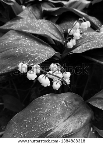 Blooming lily of the valley Convallaria majalis flowers on green leaves background in the forest. Black and white photo of tender and delicate spring flower.