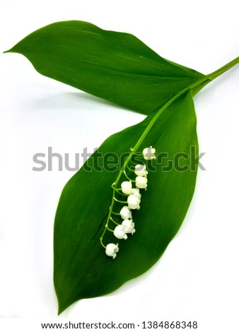 Lily of the valley Convallaria majalis flower and leaves isolated on white background.