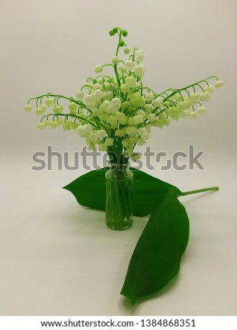 Lily of the valley Convallaria majalis flower and leaves isolated on white background.